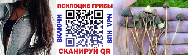 Псилоцибиновые грибы мицелий  omg как войти  Балей 